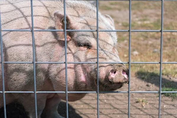 Stor gris på en land safari gård — Stockfoto
