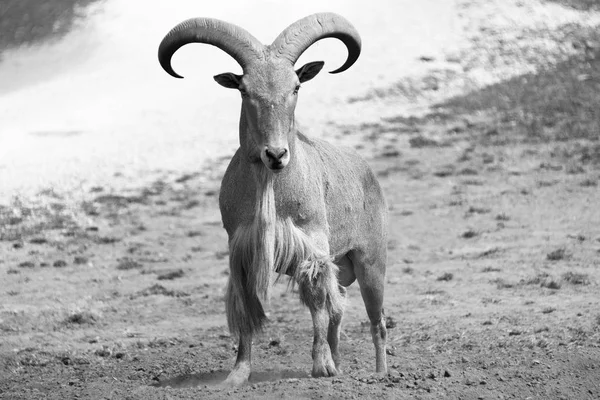 Grande carneiro em uma fazenda safari país — Fotografia de Stock