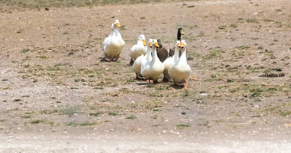 Ducks going through a country safari farm — Stock Photo, Image