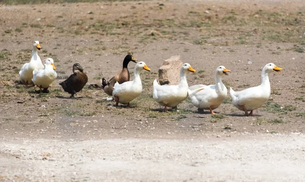 Ducks going through a country safari farm — Stock Photo, Image