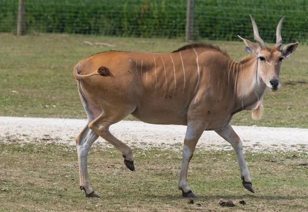 Egy ország safari farmon kis antilop — Stock Fotó