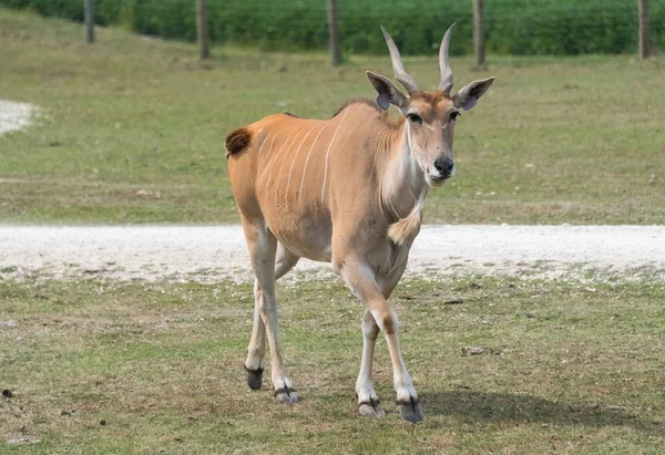 Liten antilop på en land safari gård — Stockfoto