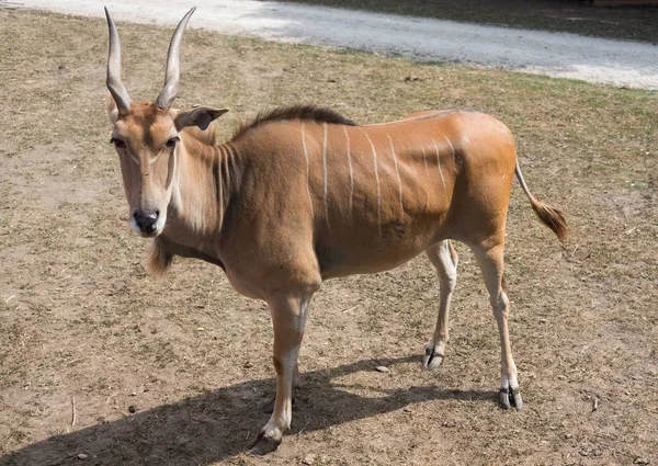Маленькая антилопа на деревенской ферме сафари — стоковое фото