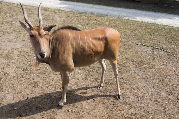 Kleine antilopen op een boerderij safari — Stockfoto