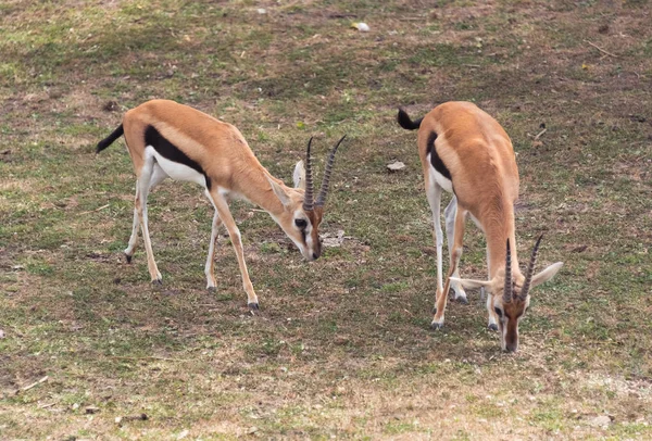 Małe antylopy na farmie safari kraju — Zdjęcie stockowe