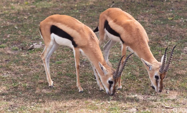 Małe antylopy na farmie safari kraju — Zdjęcie stockowe