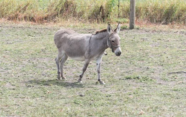 Pequeño burro en una granja de safari país —  Fotos de Stock