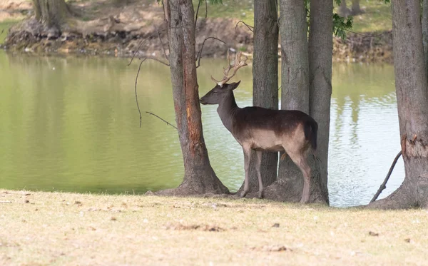 Pequeno cervo europeu numa quinta de safári rural — Fotografia de Stock