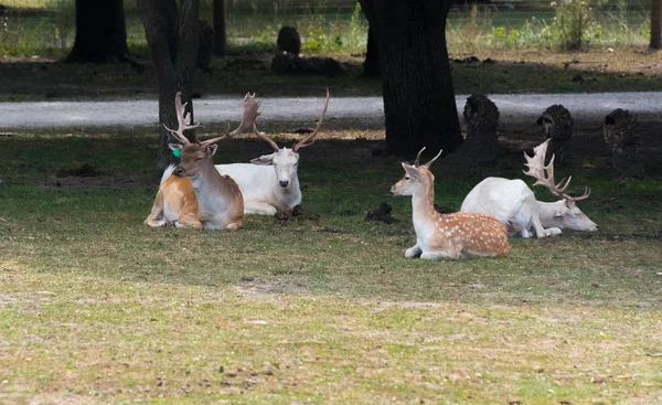 Small European deers on a country safari farm — Stock Photo, Image
