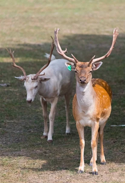 Kis európai szarvast egy ország safari farmon — Stock Fotó