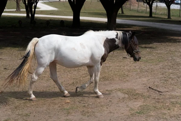 Pequeño pony en una granja de safari país —  Fotos de Stock