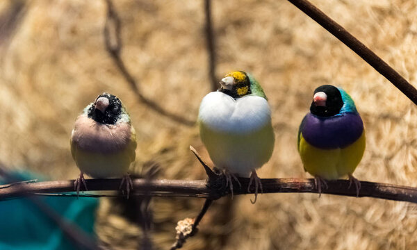 Три разноцветные птицы сидят на ветке дерева
