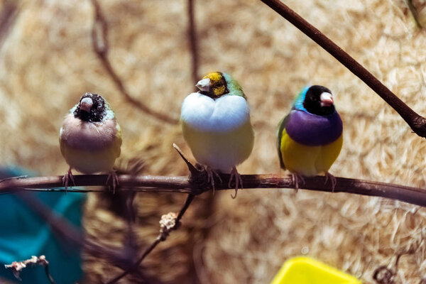 Three colorful birds sitting on a tree branch