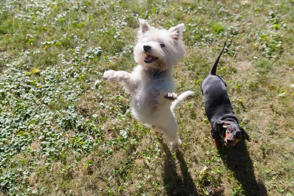 Little black dachshund and west highland white terrier playing o — Stock Photo, Image