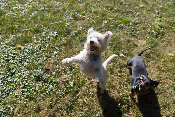 Kleiner schwarzer Dackel und West Highland White Terrier spielen o — Stockfoto