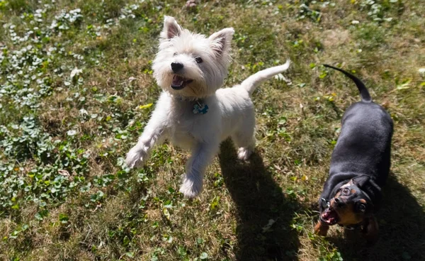 Kleiner schwarzer Dackel und West Highland White Terrier spielen o — Stockfoto