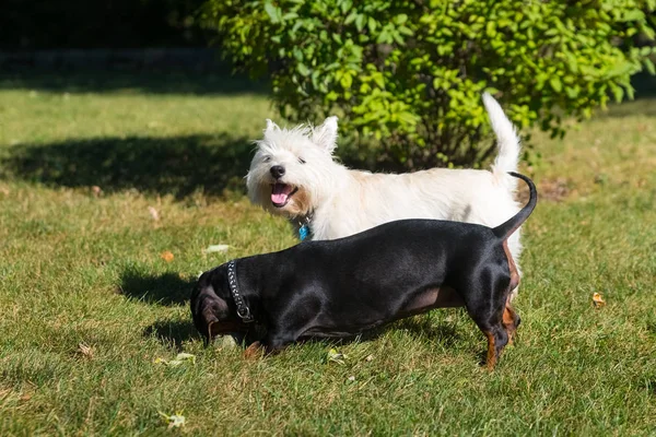 Λίγο μαύρο είδος γερμανικού κυνηγετικού σκύλου και δυτικά highland λευκού σκύλου παίζει o — Φωτογραφία Αρχείου