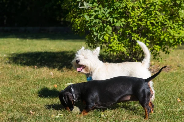 Kleiner schwarzer Dackel und West Highland White Terrier spielen o — Stockfoto