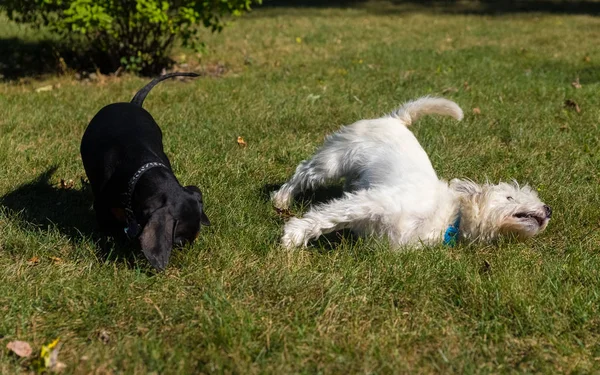 Kleiner schwarzer Dackel und West Highland White Terrier spielen o — Stockfoto