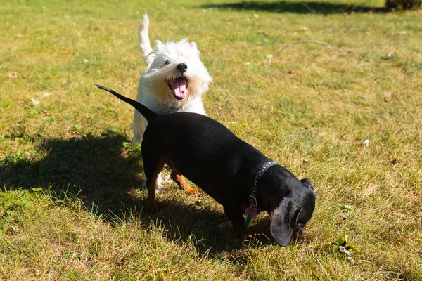 Kleiner schwarzer Dackel und West Highland White Terrier spielen o — Stockfoto