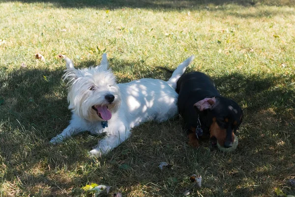 Pequeño perro salchicha negro y el oeste de las tierras altas terrier blanco jugando o —  Fotos de Stock