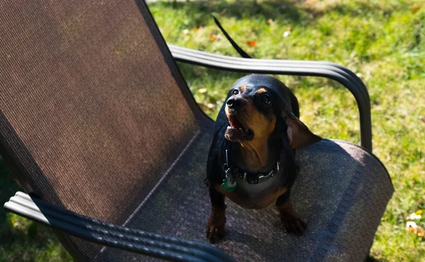 Bir arka bahçesinde oynarken küçük siyah dachshund