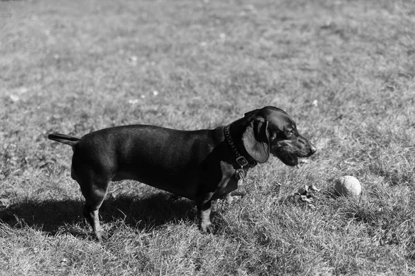 Λίγο μαύρο dachshund που παίζουν σε ένα κατώφλι — Φωτογραφία Αρχείου