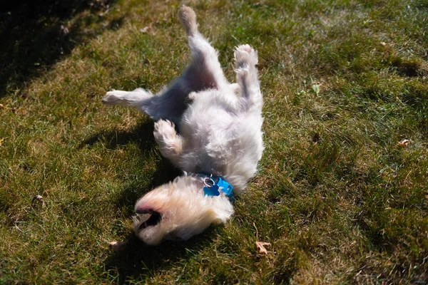 West Highland White Terrier jogando em um quintal — Fotografia de Stock