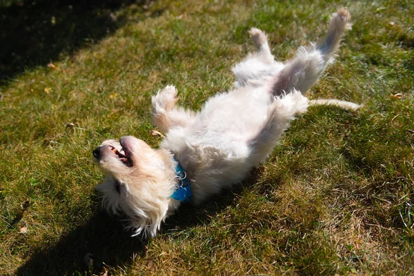 West Highland White Terrier jogando em um quintal — Fotografia de Stock