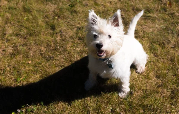 West Highland White Terrier jogando em um quintal — Fotografia de Stock