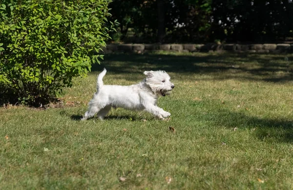 West Highland White Terrier jogando em um quintal — Fotografia de Stock