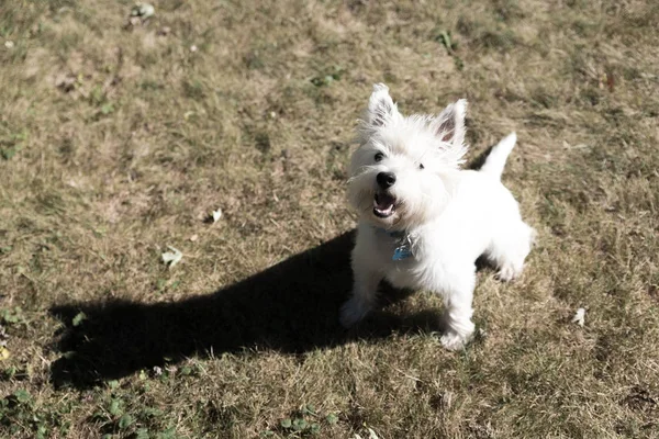 West Highland White Terrier jugando en un patio trasero —  Fotos de Stock