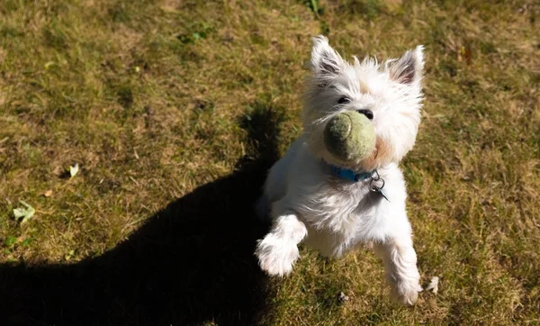 West Highland White Terrier jugando en un patio trasero —  Fotos de Stock