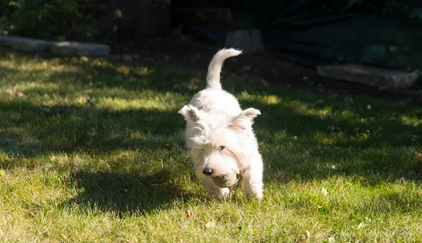 West Highland White Terrier jogando em um quintal — Fotografia de Stock