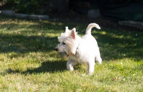 West Highland White Terrier jugando en un patio trasero —  Fotos de Stock