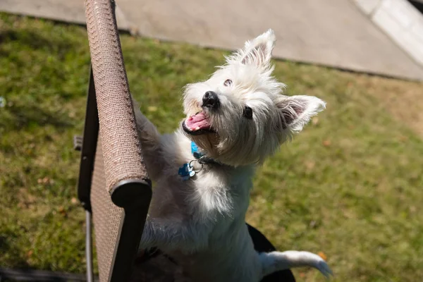 West Highland White Terrier jogando em um quintal — Fotografia de Stock