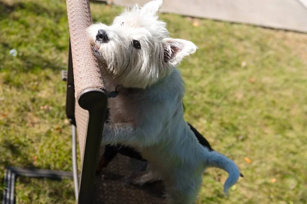 West Highland White Terrier jogando em um quintal — Fotografia de Stock