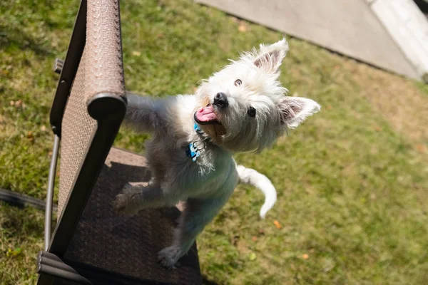 West Highland White Terrier spielt auf einem Hinterhof — Stockfoto