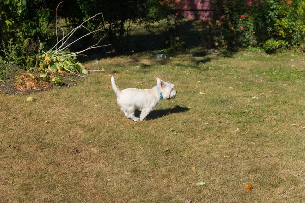 West Highland White Terriër spelen op een achtertuin — Stockfoto