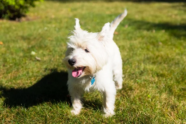 Batı Dağlık beyaz korkunç bir arka bahçe üzerinde oynama