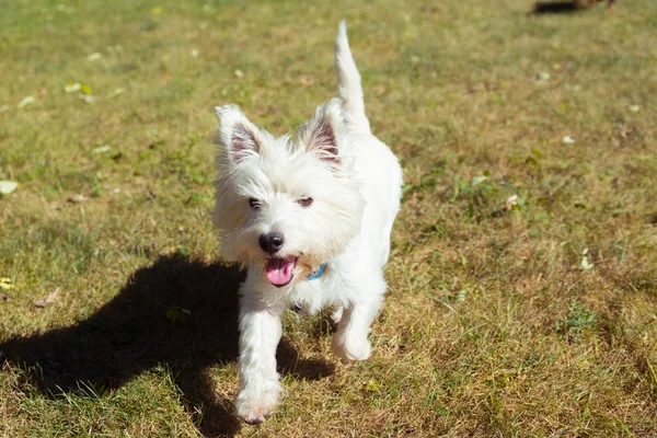 West Highland White Terrier jugando en un patio trasero —  Fotos de Stock