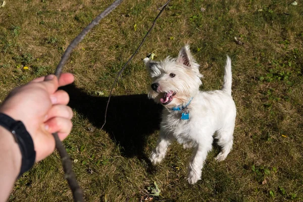 West Highland White Terrier playing on a backyard — Stock Photo, Image