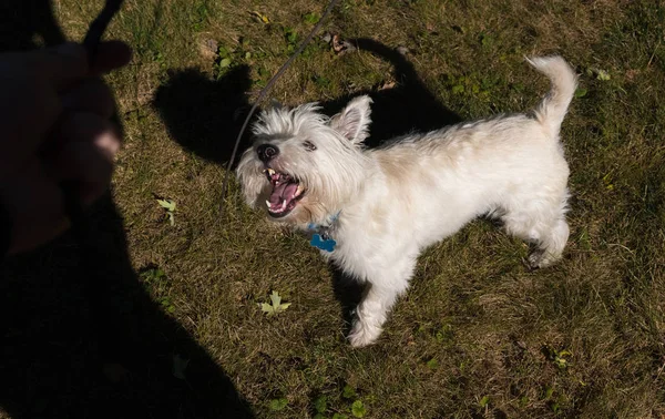 West Highland White Terrier jogando em um quintal — Fotografia de Stock