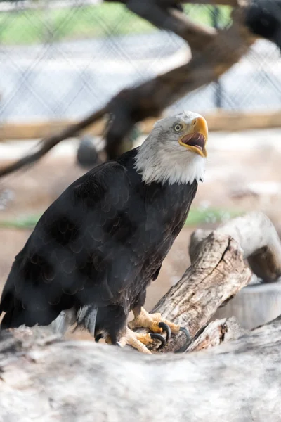 Big bald eagle sitting on a branch in a zoo — Stock Photo, Image