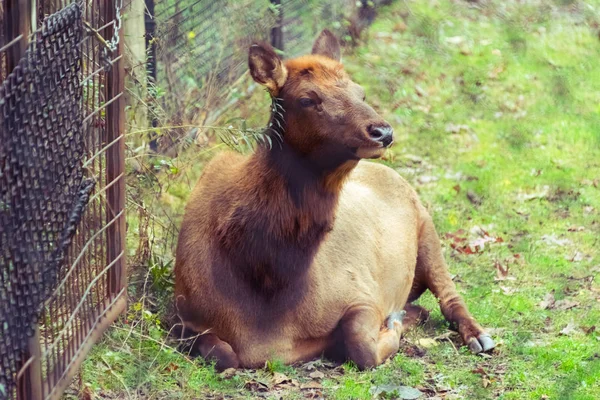 Alce grande sobre una hierba verde en un zoológico —  Fotos de Stock