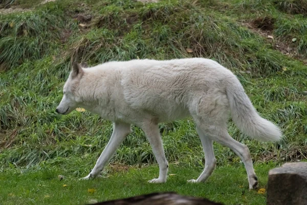 Big white wolf walking on a green grass — Stock Photo, Image
