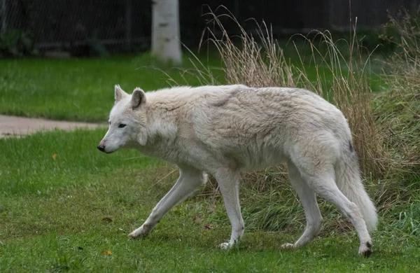 Grande lobo branco andando em uma grama verde — Fotografia de Stock