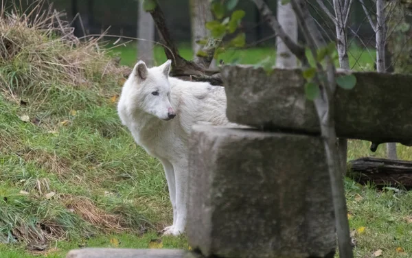 Grande lobo branco andando em uma grama verde — Fotografia de Stock