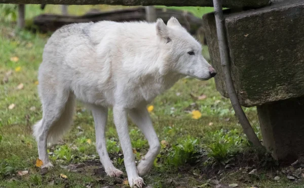 Grande lupo bianco che cammina su un'erba verde — Foto Stock