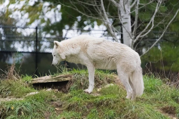 Velký bílý vlk na zelené trávě — Stock fotografie